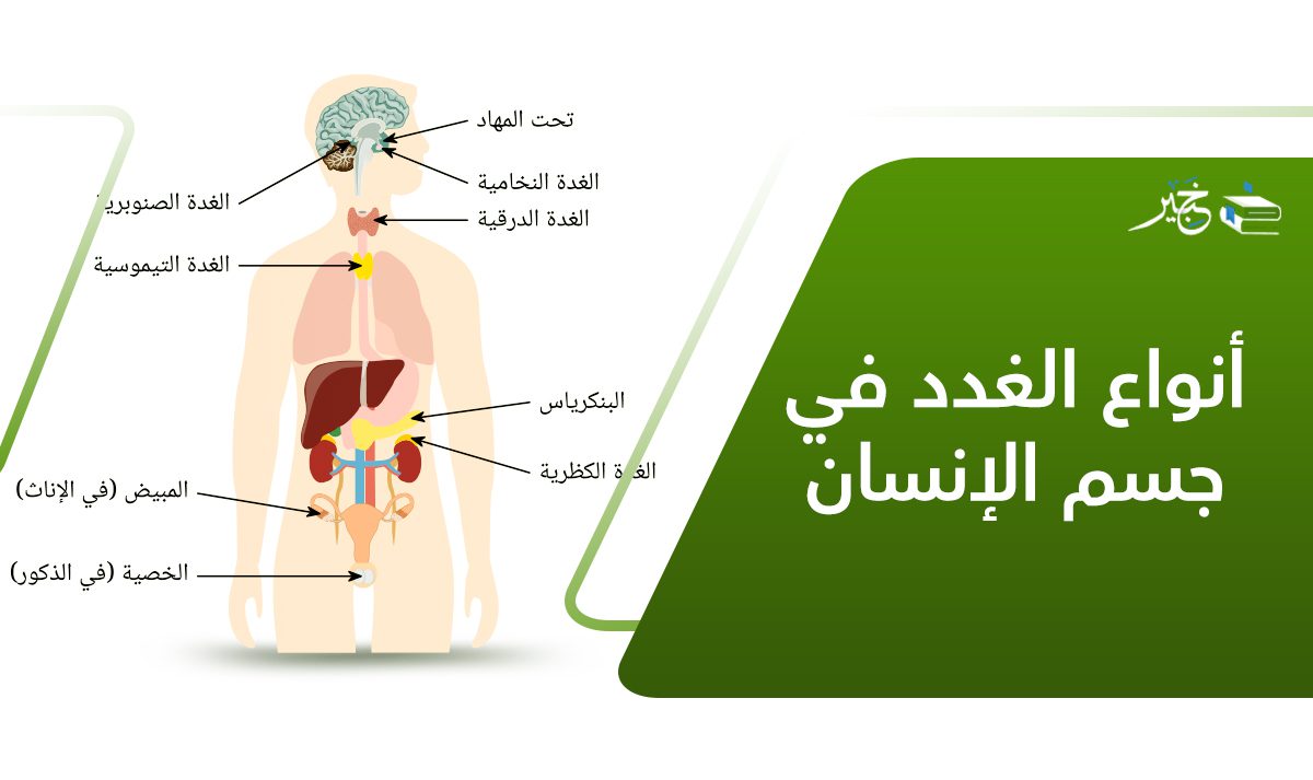 أنواع الغدد في جسم الإنسان