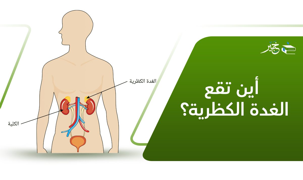 أين تقع الغدة الكظرية