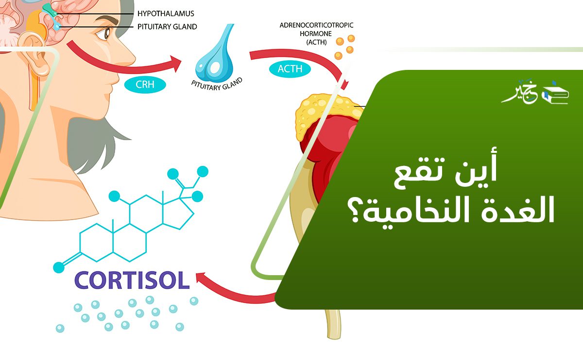 أين تقع الغدة النخامية