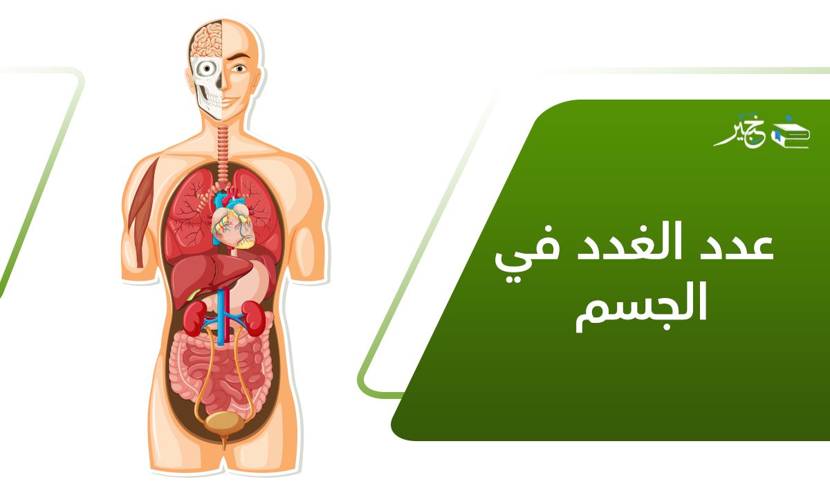 عدد الغدد في الجسم