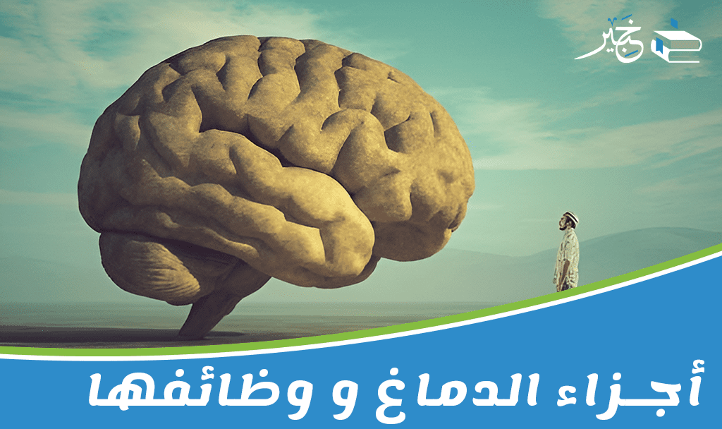 أجزاء الدماغ ووظائفها